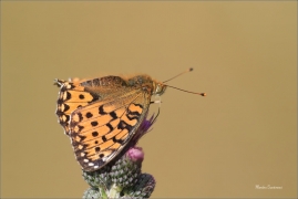 <p>PERLEŤOVEC VELKÝ ( (Argynnis aglaja) ---- /Dark green fritillary - Großer Perlmutterfalter/</p>
